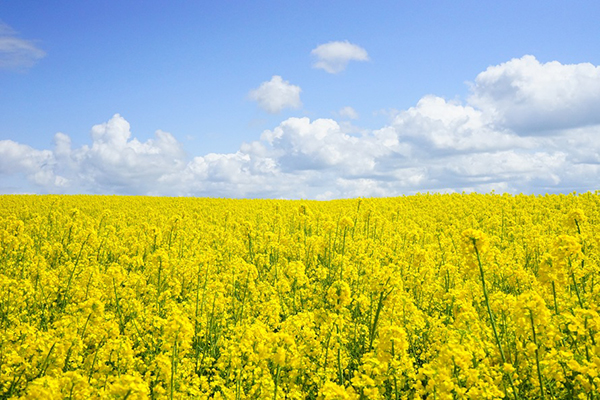 field of rapeseeds oilseed rape blutenmeer yellow 46164 large