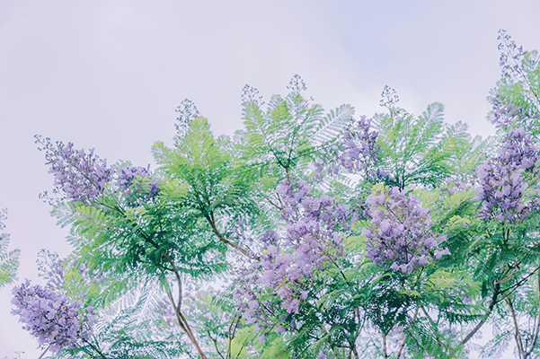 branch